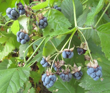 Ежевика-серебристая