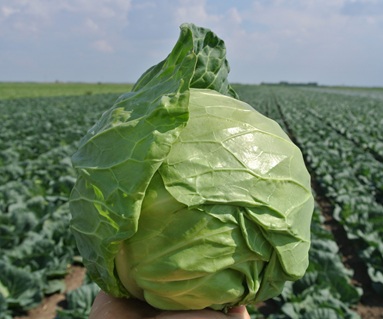 Капуста белокочанная Констабл