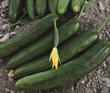Огурец Орека