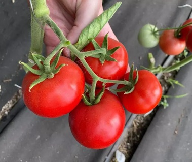 Помидор Бардош