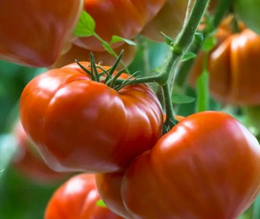 Помидор Шекер