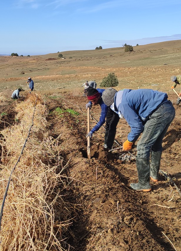 Сажаем смородину
