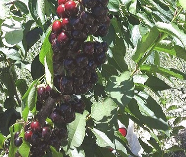 Черешня сорта Ваня